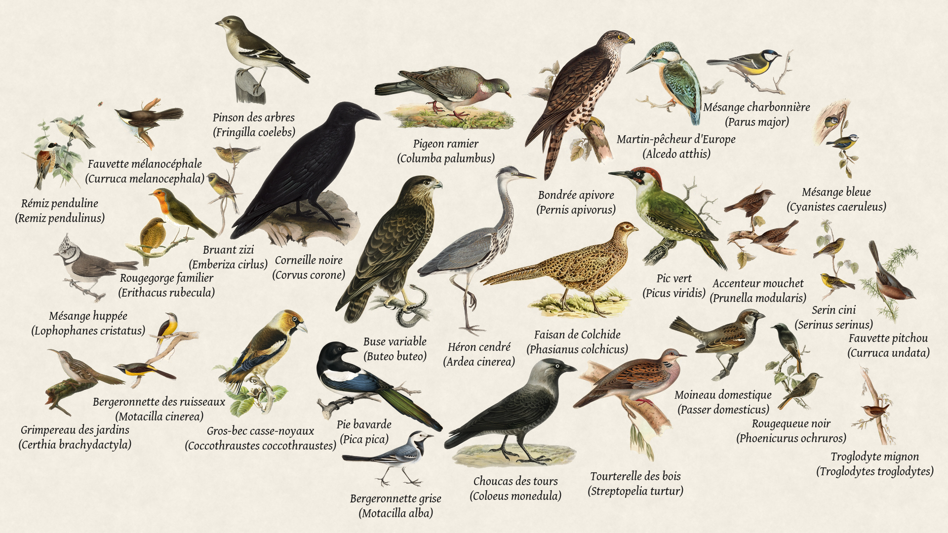 Birds seen recently